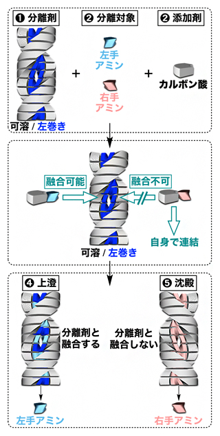 らせん超分子ポリマーによる左手分子と右手分子の分別の図