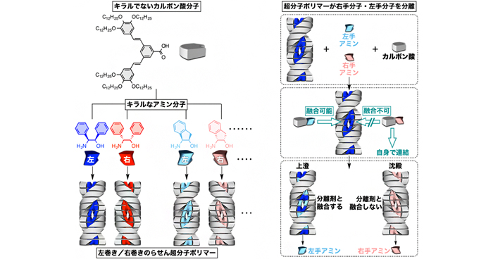 右手と左手の分子を分離する超分子ポリマーの開発 | 理化学研究所