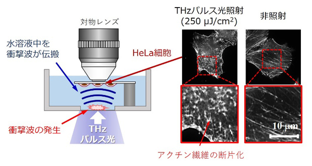 水溶液表面で吸収されたTHzパルス光が衝撃波を発生させ、細胞内のタンパク質重合体（アクチン繊維）を断片化するの図