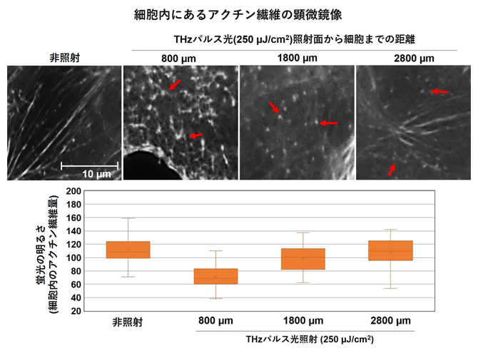THzパルス光の照射による細胞内アクチン繊維への影響の図