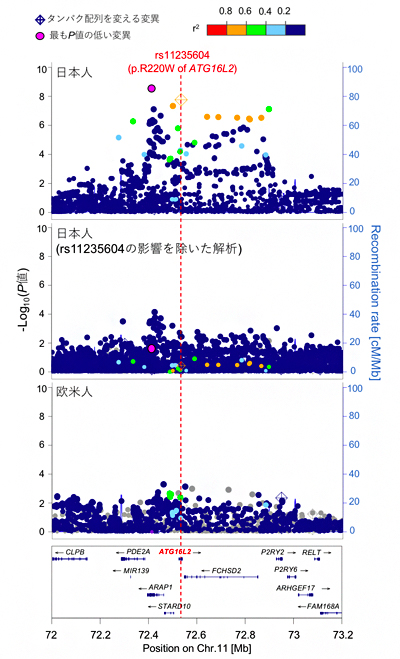 虚血性心疾患の発症に関与する東アジア人特異的変異の図
