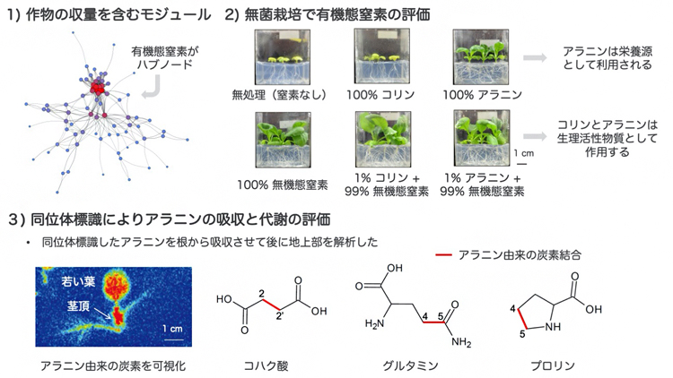 作物生育に及ぼす有機態窒素の影響の図