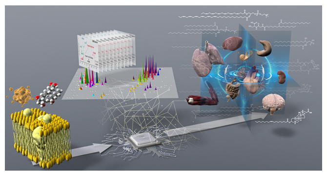脂質分子種（左）を質量分析・情報科学で解析し（中央）生体組織中のリポクオリティを包括的に捉えたの図
