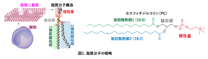 脂質分子の概略の図