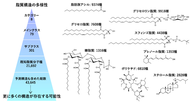 脂質構造の多様性の図