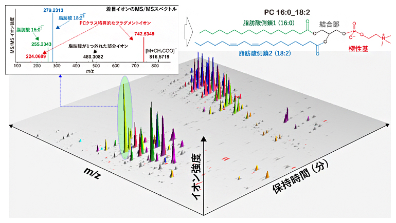 質量分析データの概略と脂質構造とMS/MSスペクトルの関係の図