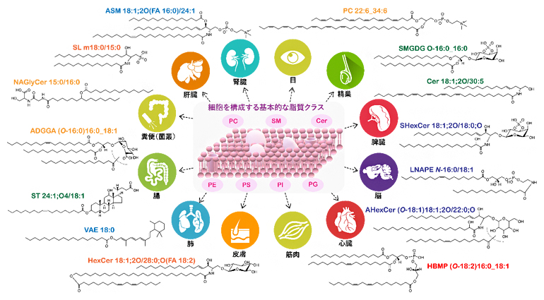 革新的ノンターゲットリピドミクス解析により捉えたリポクオリティの多様性の図