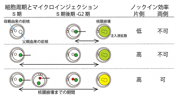 マイクロインジェクションから核膜崩壊までの期間の長さがノックイン効率に影響するの図