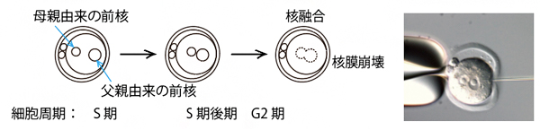 受精後の発生とマイクロインジェクションの図