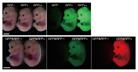 受精後14.5日目のノックインマウスの画像