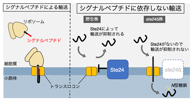 シグナルペプチドによるタンパク質輸送（左）とシグナルペプチドに依存しない輸送（右）の図