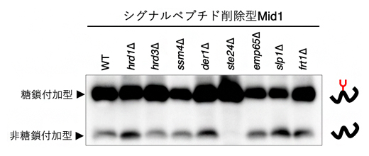 シグナルペプチド削除型Midのウエスタンブロッティングの図