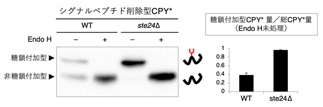 Endo H処理したシグナルペプチド削除型CPYのウエスタンブロッティングの図