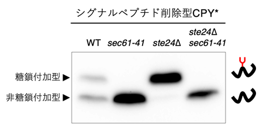 Sec61変異体に発現させたシグナルペプチド削除型CPYのウエスタンブロッティングの図