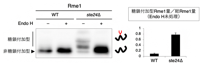 Endo H処理した核タンパク質Rme1のウエスタンブロッティングの図