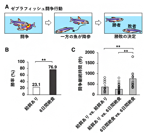 絶食による闘争行動の変化の図