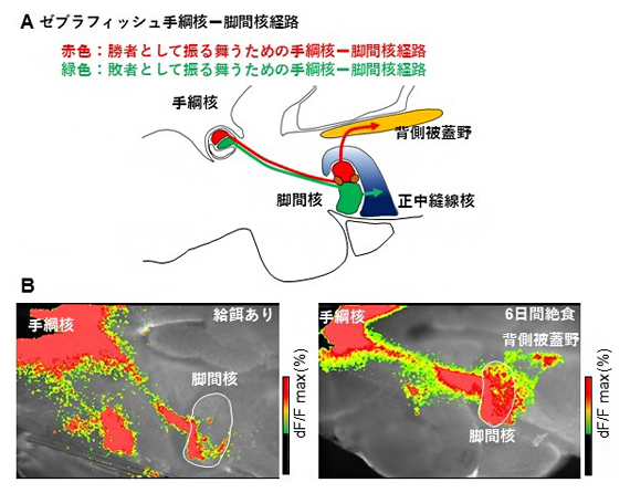 絶食による手綱核-脚間核経路の活動変化の図