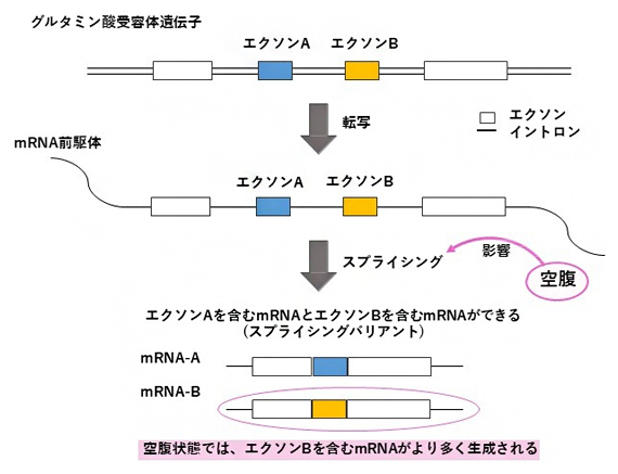 絶食した魚におけるスプラシングバリアントの変化の図