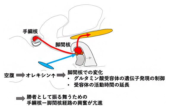 本研究で明らかになったメカニズムの概要の図