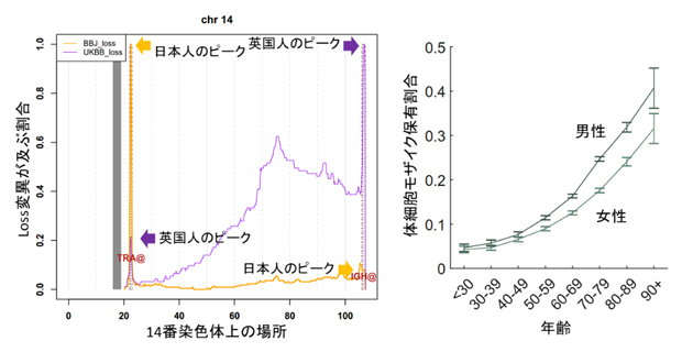 日本人特異的体細胞モザイク（左）と加齢に伴う体細胞モザイク保有割合の上昇（右）の図