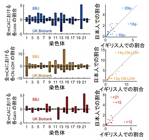 日本人とイギリス人の体細胞モザイクの相対割合の相違の図