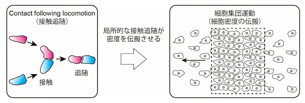 細胞の追随運動が集団運動を生み出すの図