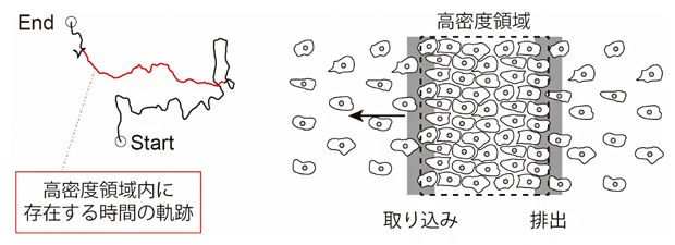 KI細胞の運動解析の図