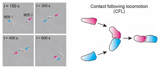 接触追随(Contact following locomotion;CFL)の図