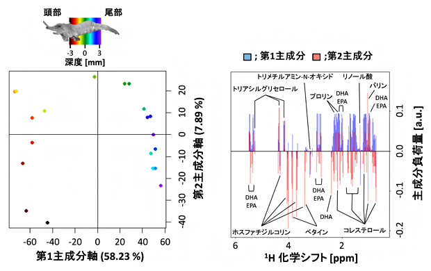 スジエビの深度における成分物性の特徴の図