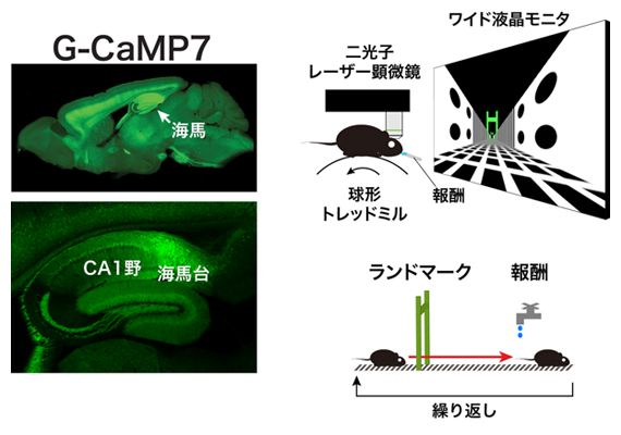 G-CaMP7遺伝子改変マウスとバーチャル直線路課題の図