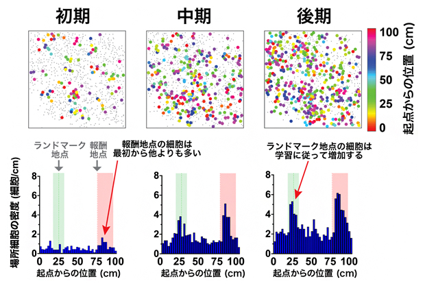 学習に伴う海馬認知地図の形成と精緻化の図