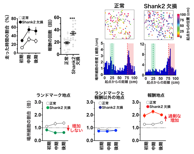Shank2欠損マウスの海馬認知地図の異常の図