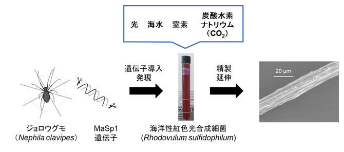 海洋性の紅色光合成細菌を用いたクモ糸シルクの生産の図