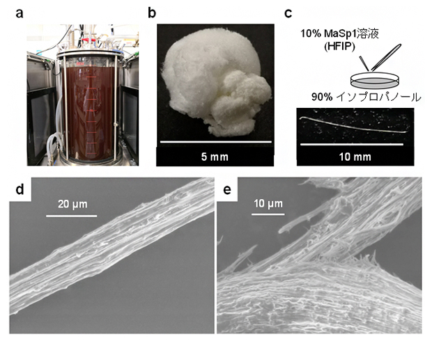 組換え紅色光合成細菌において生産されたクモ糸ファイバーの構造の図