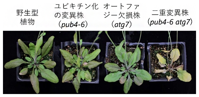 シロイヌナズナの葉緑体における二大分解系の変異株の図