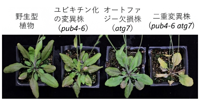 二大分解系が独立に支える植物の成長戦略 理化学研究所