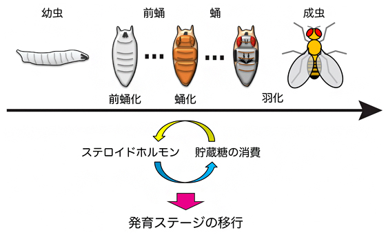 ショウジョウハエの発育ステージの進行に必要なエネルギー代謝調節の仕組みの図