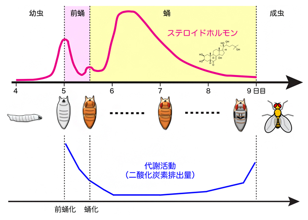 ショウジョウバエの幼虫から成虫に至る間のステロイドホルモンと代謝活動の変化の図