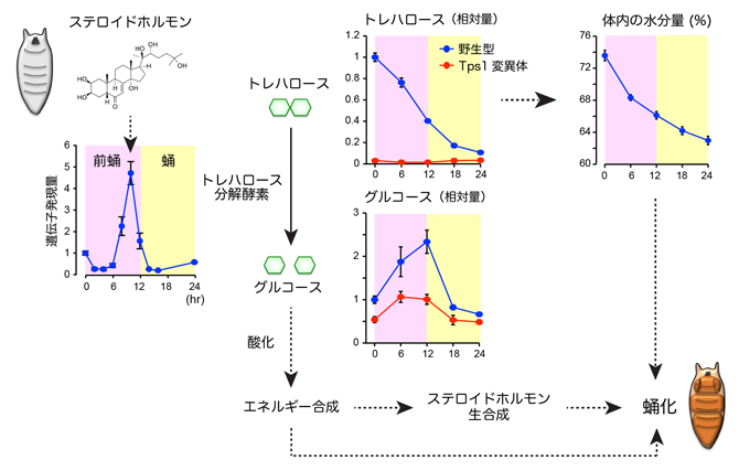 トレハロースの分解により引き起こされる蛹化の仕組みの図