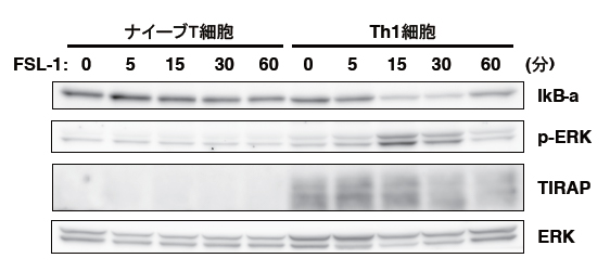 ナイーブT細胞とエフェクターTh1細胞におけるTIRAPの発現の図