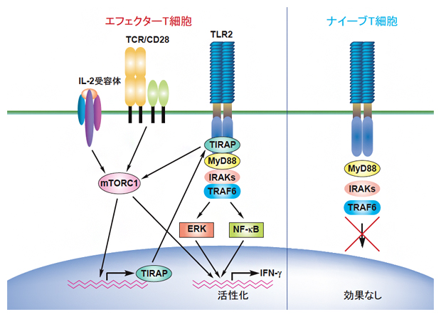 TIRAPの発現誘導とTIRAPによるTLR2を介するエフェクターT細胞活性化の誘導の図