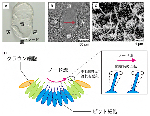 マウス初期胚におけるノードの構造とノード流発生の仕組みの図