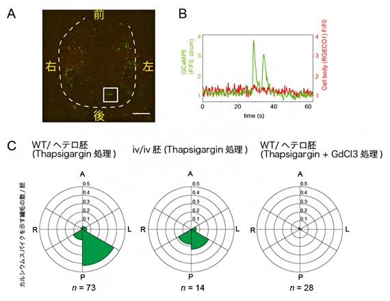 細胞体におけるカルシウム濃度変化を除去した後も残存する繊毛内カルシウムシグナルの図