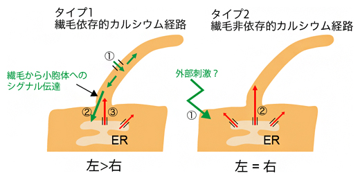 二つのタイプの繊毛内カルシウム経路の図