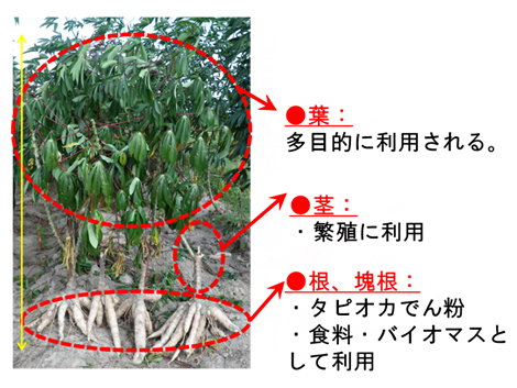 熱帯植物キャッサバとその利用の図