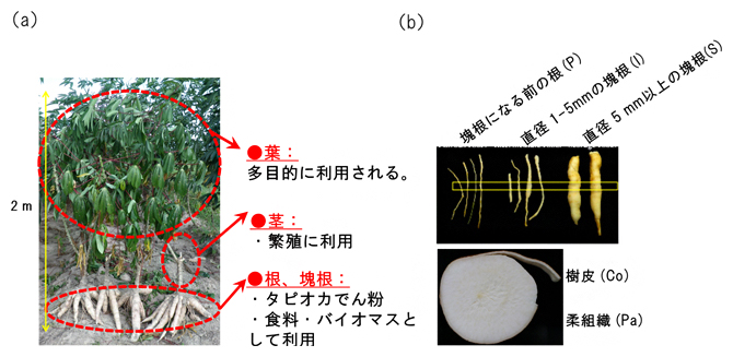 本研究に用いたキャッサバの図