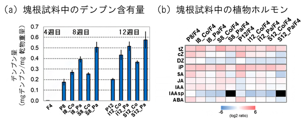 塊根中のデンプン含有量と植物ホルモンの分析の図