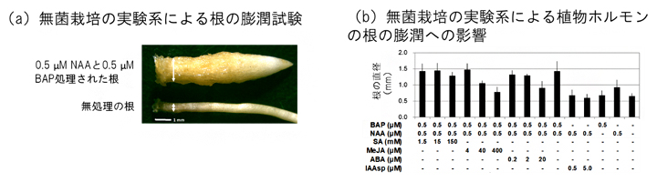 塊根試料の植物ホルモン分析の図