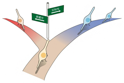 神経細胞のアンバランスな運命付けの図