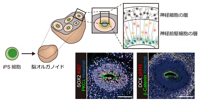iPS細胞から作製した脳オルガノイドの図